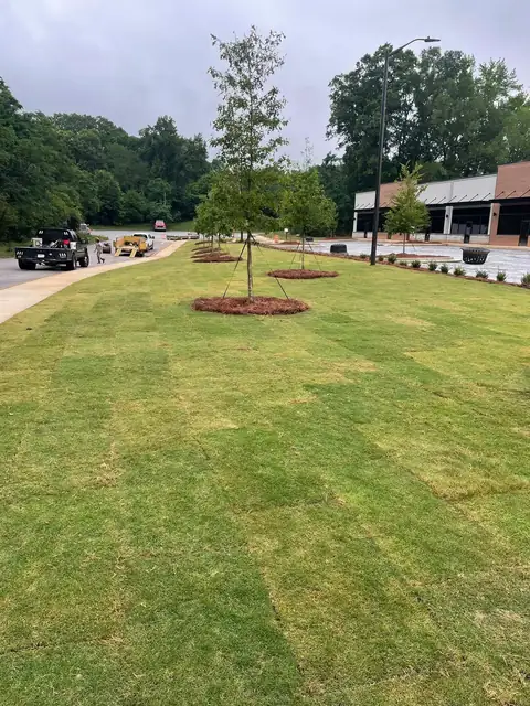Commercial frontage with new sod and young trees